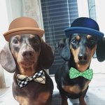 [하비베라] 닥스훈트의 매력~!!!하비&amp;베라를 기억 하시나요 ^0^