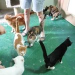 [인어공주] 나쁜 주인을 만나서 호텔에 버려지고 방사위기에 처한녀석들...