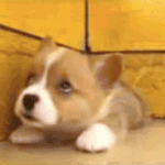 웰시코기의 귀여운 움짤.<b>gif</b>