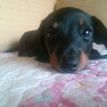 강아지 <b>배변</b>훈련