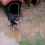 [슈나우저] 3대 지랄견 슈나우져 <b>배추</b> 역변하다.2