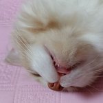 먼치킨고양이 <b>루이</b> 왔어요(5탄)  넘오랜만ㅜㅜ