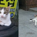 [인어공주] 주인한테 버림받고 길에서 살다가 구조된 엄마냥이와 아깽이예요