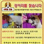 안양대학교<b>정문</b>앞에서 잃어버린 쫑이를 찾습니다.