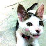 [고양이] 새끼 코리안 숏헤어 분양받으실 분 찾습니다(급해요)