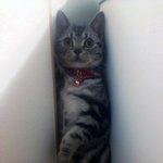 [<b>실제경험</b>] 일본에서 실제로 겪은 무서운이야기..후기