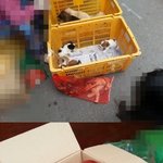 <b>양</b>파망 고양이를 구해주세요
