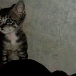 [얼짱냥하모] 사진有)반할 수 밖에 없는 똥꼬<b>발랄</b>냥이 하모+_+ 2탄!