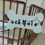[매력짱대복] 매력만점 퍼그 대복이의 일상