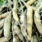 [19금] 내 이름은 천문동. 여자들 다 넘어온다. ㅎ