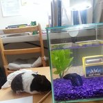 한국에는 없는 블랙 골든 햄스터 궁디군