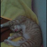 [뚱이맘] +추가 ) 저는지금 <b>다섯</b>냥이를키우는데요