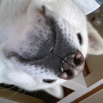 [가비<b>두비</b>네] 가비와<b>두비</b>) 셀카찍는 백구, 이가비