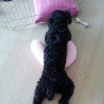 [우람이] 광수닮은 <b>노미</b>