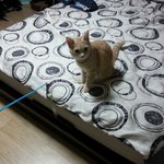 세면대에서 더위 식히는 고양이(4)