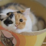 [유봉이네] 퐁즈전(유봉이네)