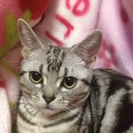 [실제경험] 일본에서 실제로 겪은 무서운 이야기.. 마지막 후기...