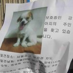7호선 신대방삼거리역 보호중인 강아지 주인을 찾고 있습니다.!