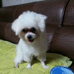 또리를 찾습니다