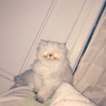 [아리와<b>베리</b>] [히말리얀]진격의 <b>베리</b>냥~!