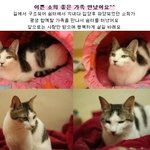 [인어공주] 오늘도 애타게 가족을 기다리고 있는 천안쉼터 냥이들