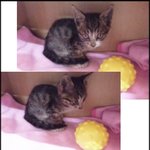 [고양이] 아기고양이....도와주세요!