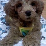 너, 강아지니? 캥거루니?