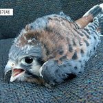 갓 태어나 귀여운 아기 <b>동물</b>들