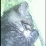 [뚱이맘] 둘째냥이 미냥이