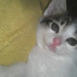 [뚱이맘] 셋째냥이 뚱이