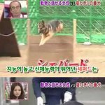 [<b>팔</b>부] 움직이지못하는 경찰견 이야기