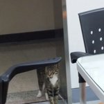 사교성 충만한 피곤한 길냥이 만남.<b>txt</b>.