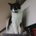 [고양이] 은혜갚은 고양이(컴퓨터를고친옹이)