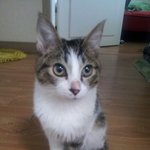[고양이] 고양이가 가출을 했어요...도와주세요