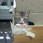 [김치즈냥] [김치's] 츤츤한 <b>도도</b>냥이와 동거중인 집사이야기 1탄...