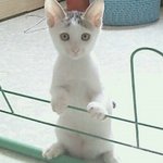 [고양이] 길에서 구조된 이쁜 삼샘이 <b>보리</b>와 천장에서 구조된 뽀송뽀송...