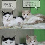 [고양이] 주인이 호텔에 유기해서 가족도 없이 떠돌다 결국 방사위기에...