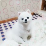 [13탄] 깡총구름이 삭발편! ![마지막<b>회</b>]