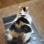 [유봉이네] 아~ 고양이 키우고 싶다~(유봉이네)