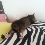 [김치즈냥] [김치's] 츤츤한 <b>도도</b>냥이와 동거중인 집사이야기 2탄...