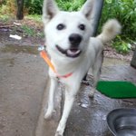 [백구] 잘생긴백구 ㅋ 멋쟁이 아이템 구입함