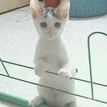 [인어공주] <b>보리</b>와 아기는 언제쯤 떠돌이생활 청산하고 가족품에 안길지...