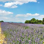 [<b>LIFE</b>]영국 - 라벤더의 향기에 푹 빠져버린 프랑스여행