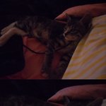 [얼짱냥하모] 사진많아有) <b>슈렉</b>고양이를 닮은 아모와  미소년냥 하모의...