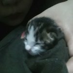 [고양이] 태어난지 5일된 아가냥 <b>보리</b>이야기