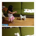 양천구 한살안된 말티<b>여아</b> 주인찾습니다!