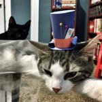 종이 모자 쓴 귀여운 고양이들