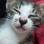 아기고양이 <b>분양</b>합니다!(서울)
