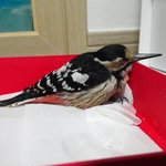 딱따구리 실제로 보신적들있나요? 요양중입니다