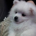 [설이구름이] 과테말라 설이 구름이